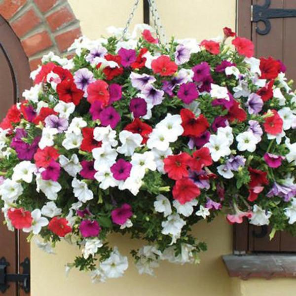 Hanging Petunia Mixed Seeds